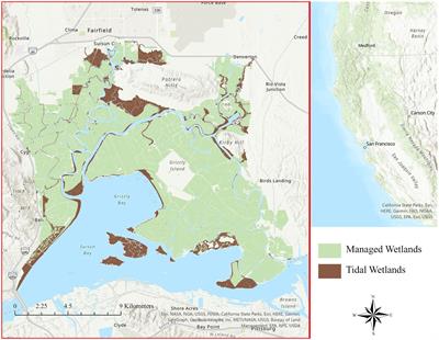 A remote sensing approach to assess the historical invasion of Phragmites australis in a brackish coastal marsh